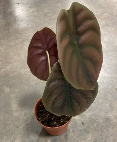 Red Secret Cuprea Alocasia